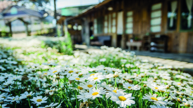 flowers-4390337_1920
